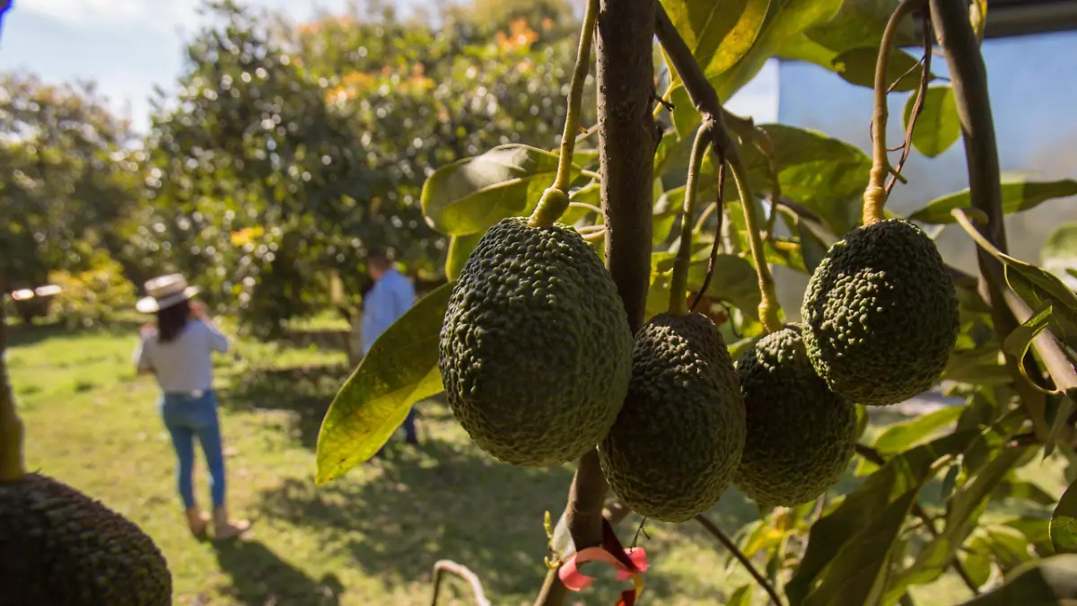 aguacates2 adij